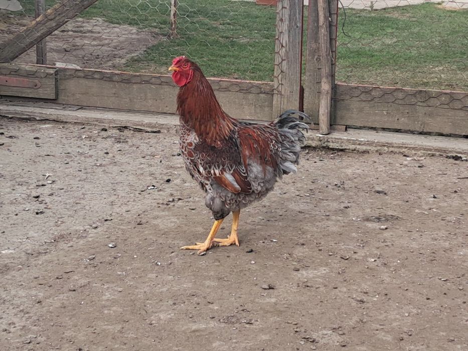 Cocos wyandott rosu albastru tineret