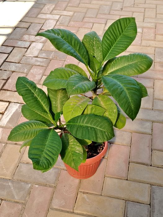 Плюмерия 7000 тенге