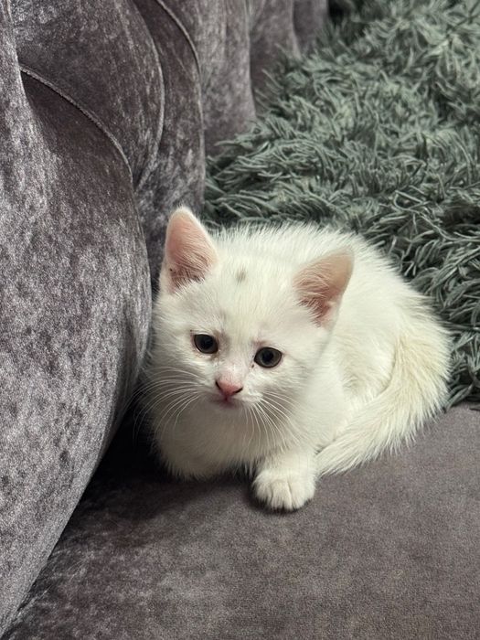 Отдам котят в хорошие руки