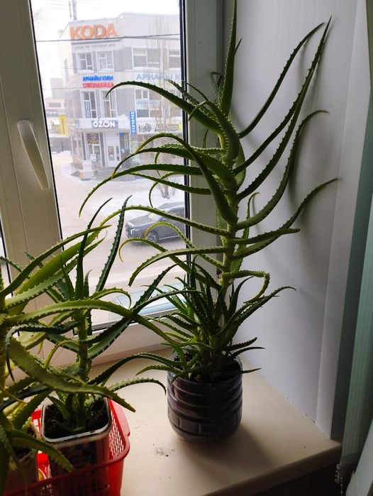 Алое вера 2000 тенге