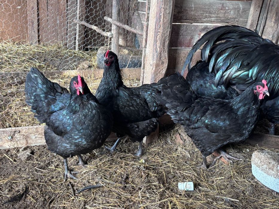 Oua pentru incubat de la găini AUSTRALORP negru