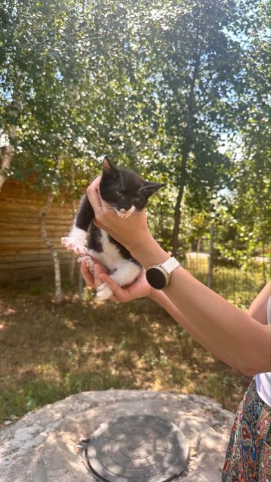 Сиямские котята