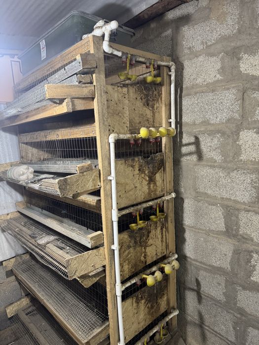 Бодене клеткасы 200шт