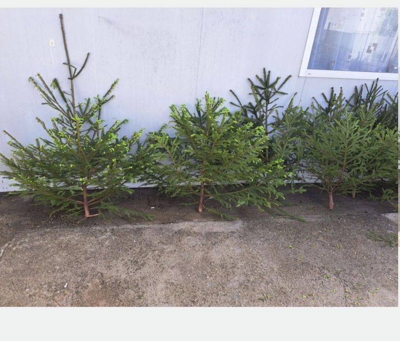 Vând brazi pentru evenimente (nunta)