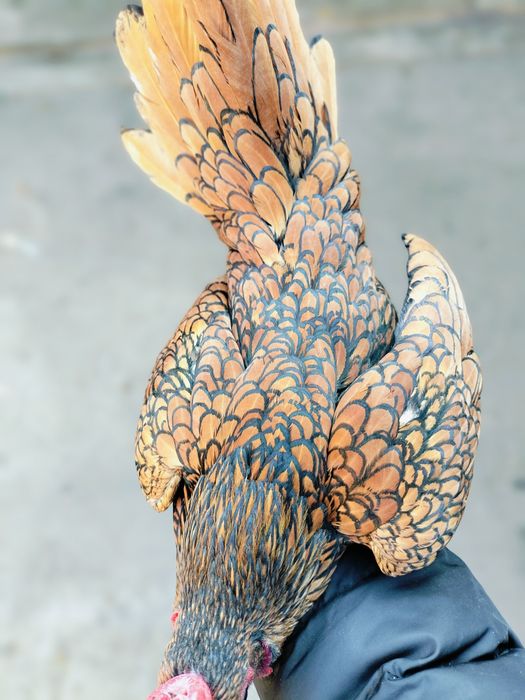 Zaltoy seberak xoʻroz sotiladi