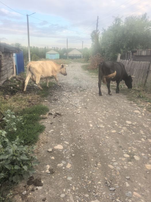Продам первотелку