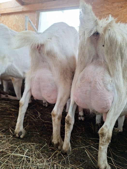 Capre saanen  de vanzare