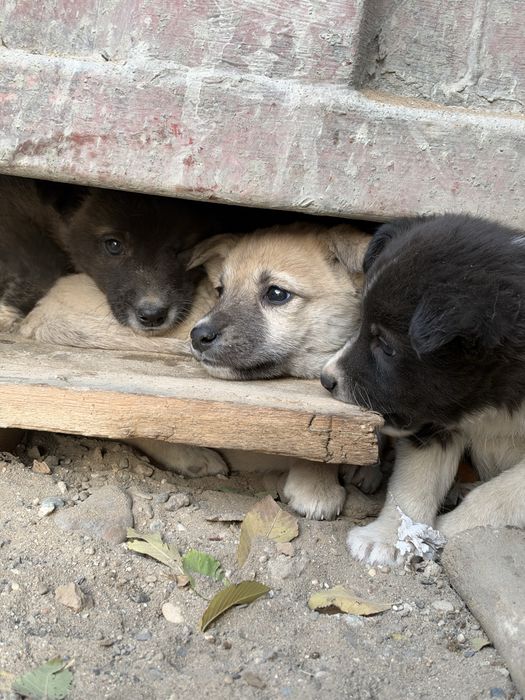 Щенки в добрые руки!!
