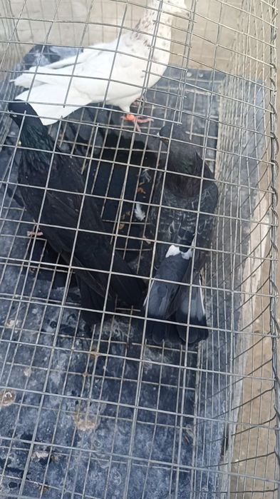 Голуби широхвостые