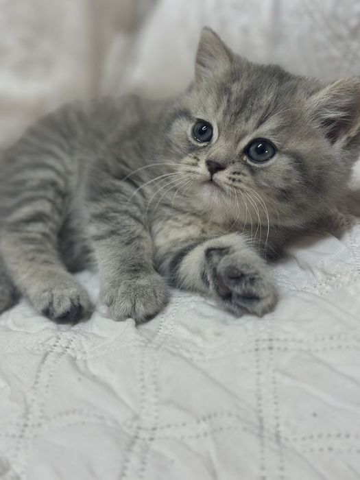 British Shorthair mascul cu pedigree tip  A
