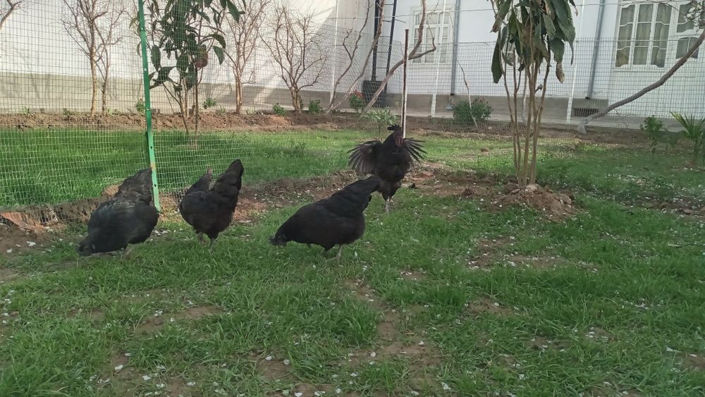 Uxaylu tovuqlar  tuxumlari sotuvda