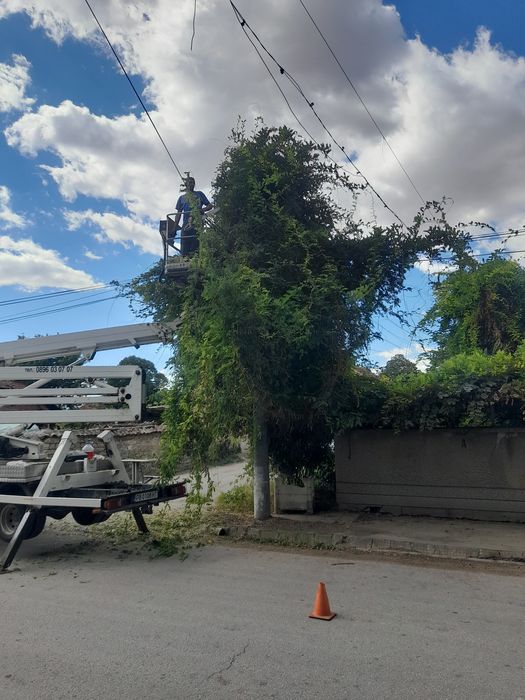 Рязане и кастрене на опасни дървета