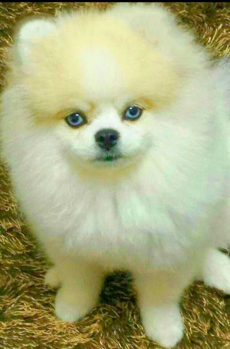 Шпиц померанский пушистый