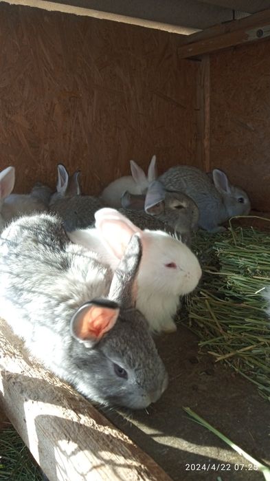 Прадам кральчат виликанаы