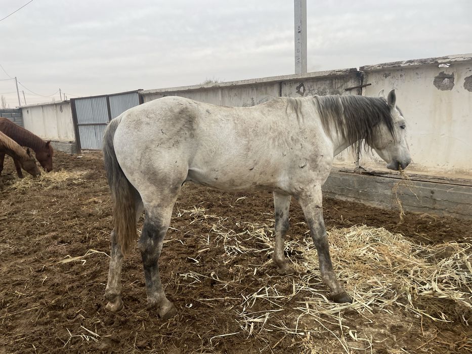 Асау үйретемін Алматы