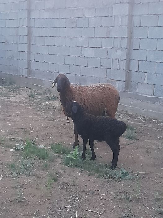 Козылы кой сатылады