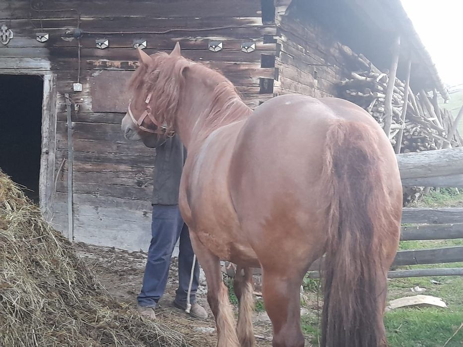 Vând iapa de 8 ani