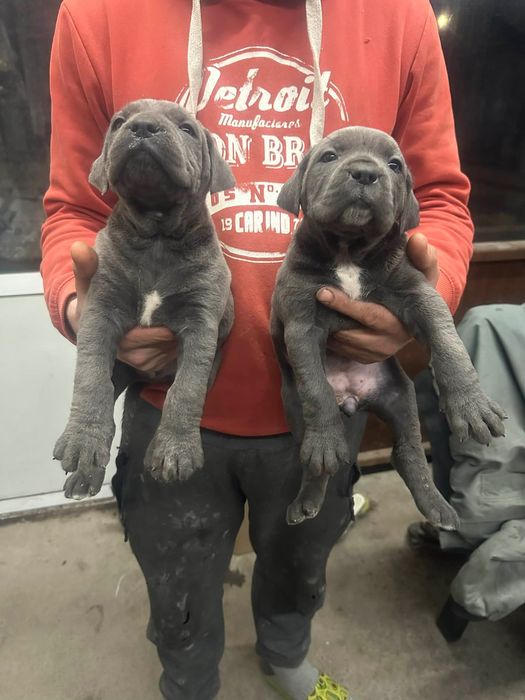 Кане корсо сиви малчовци