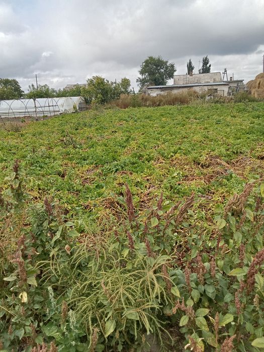 Картошка картофель домашний урожай.