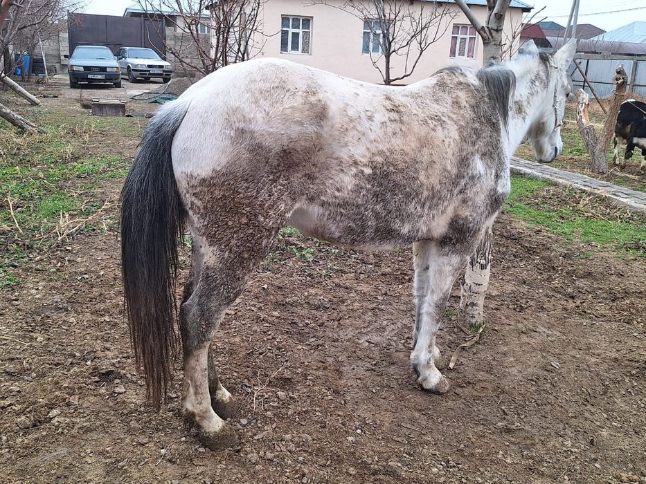 Бордақы үш ай байланған бие