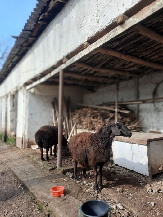 Bòğoz Hisori qòyla sotiladi