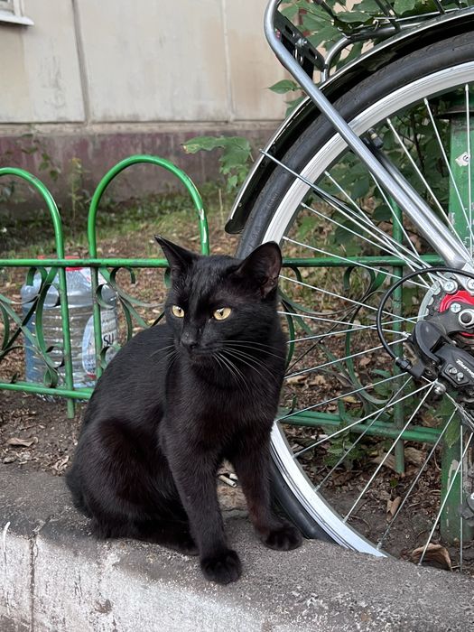 Подарите счастливую жизнь котейке