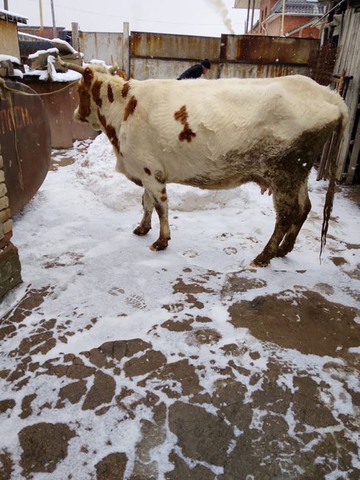 Продам        корову