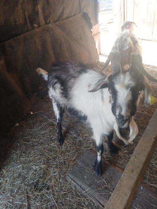 Продам козла 1,5 года