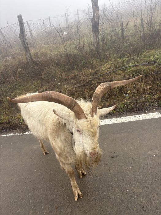 Vând țap rasa sannen de 3 ani .