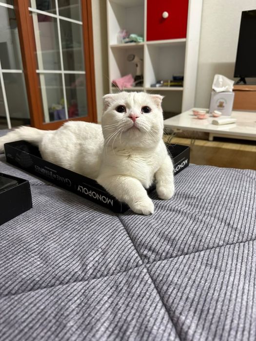 Ищем добрые руки для нашего кота!