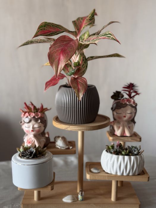 Комнатные растения