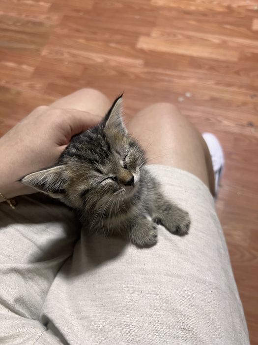 Продам домашних котят