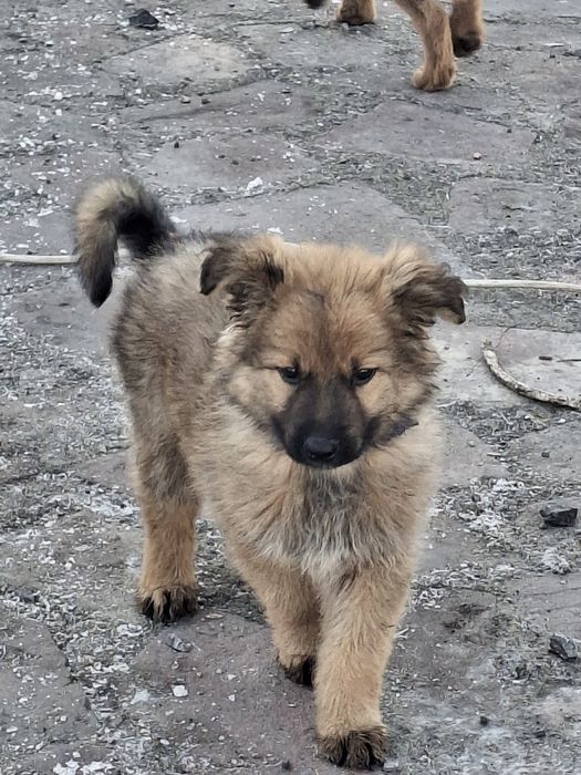 Продаются  щенки  ВЕО