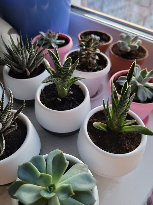 Самые лучшие цветы