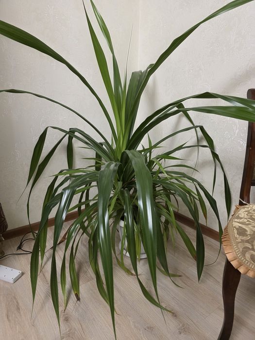 Растение Панданус