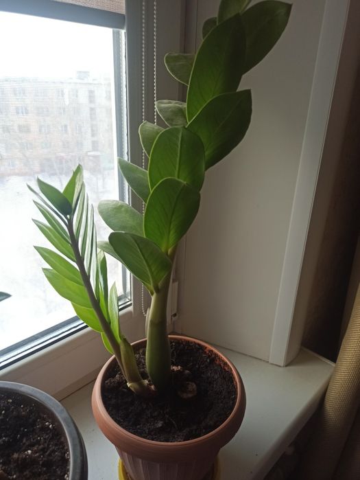 Продам комнатные цветы замиакулькас