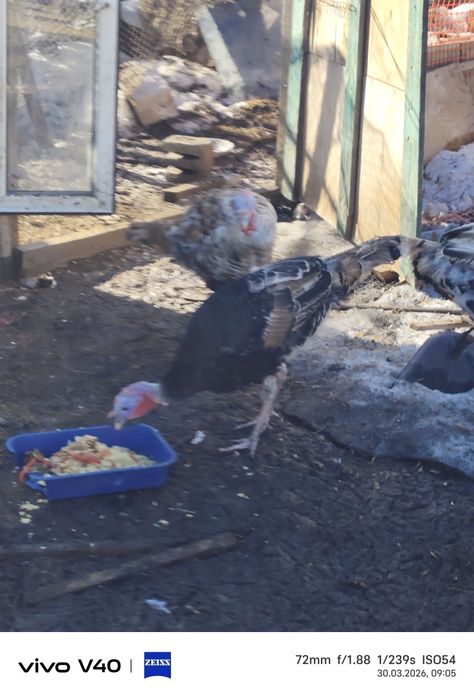 Индюк , продам 2 штутки