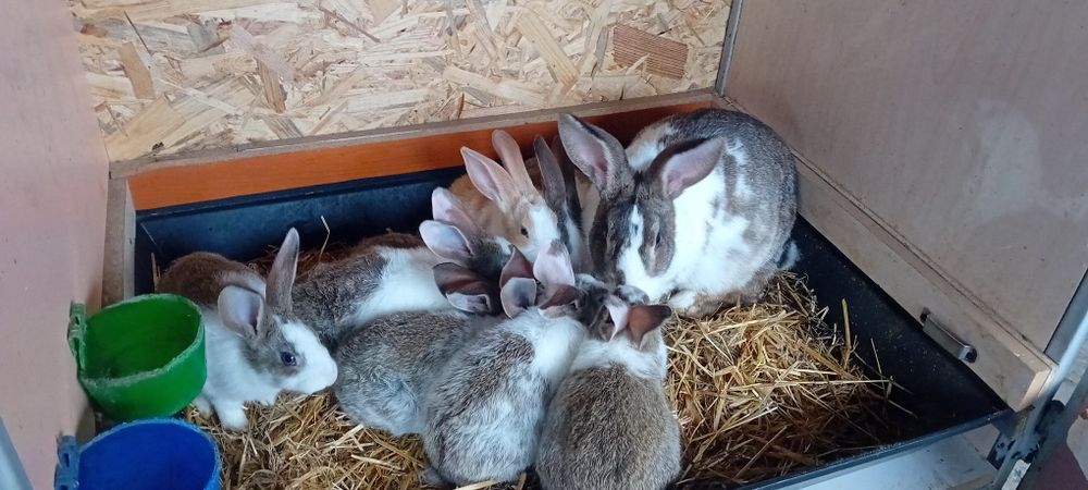 Iepurițe hicole cu pui de vânzare