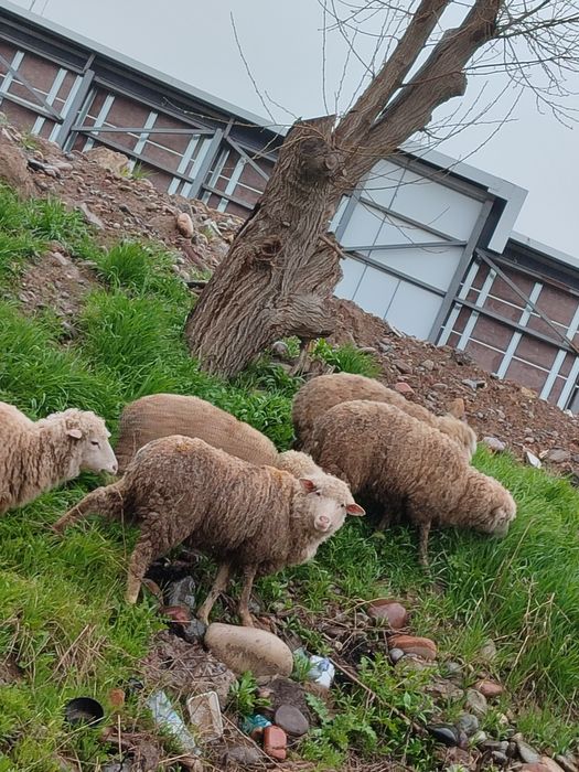 Продаю своих овец