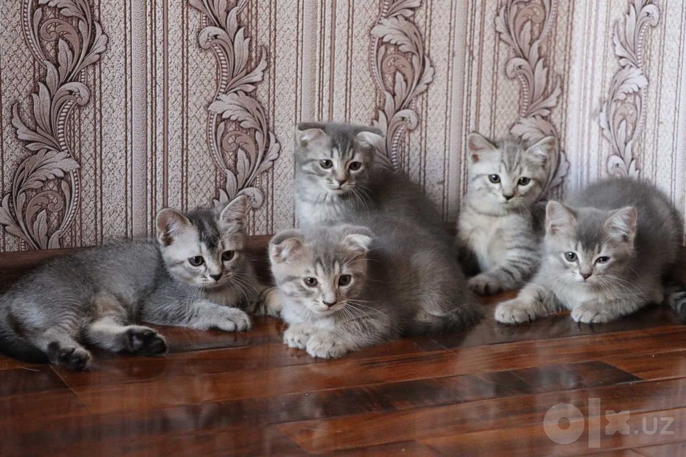 Серебристая шиншилла: котяты 2,5 месяца, готовы к переезду