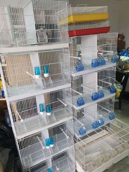 Canari de vanzare si colivii