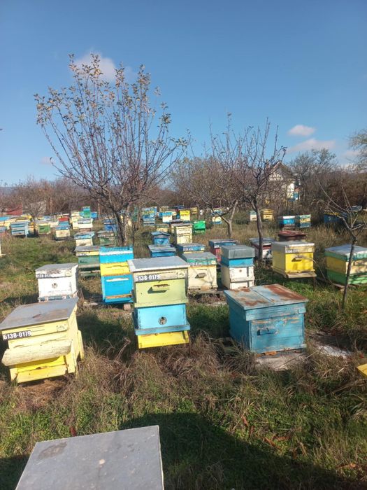 Записвам за пчелни отводки