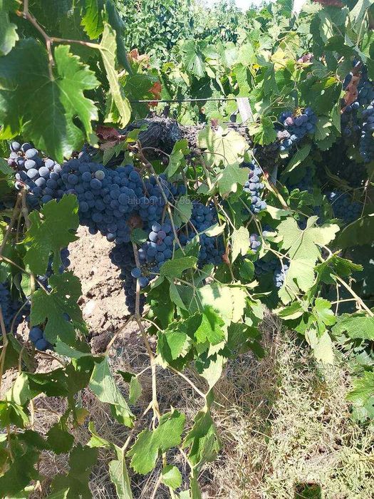 Продавам грозде Мерло и Каберне с.Стамболийски обл.Хасково