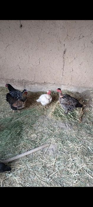 Тауктар сатылады 5000