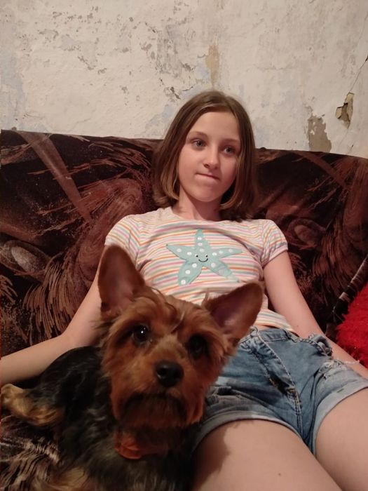 Вязка йоркширский терьер мальчик