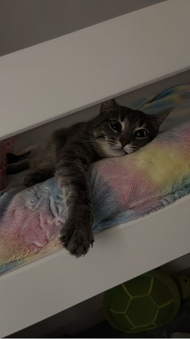 Отдам кота в хорошие руки