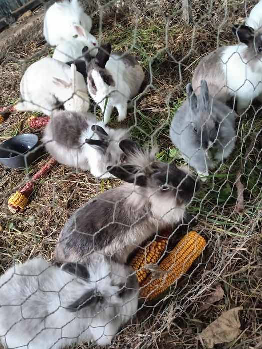 Iepuras de companie Cap de Leu pitic