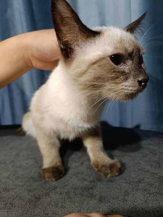 Отдаю даром котят в добрые руки!!