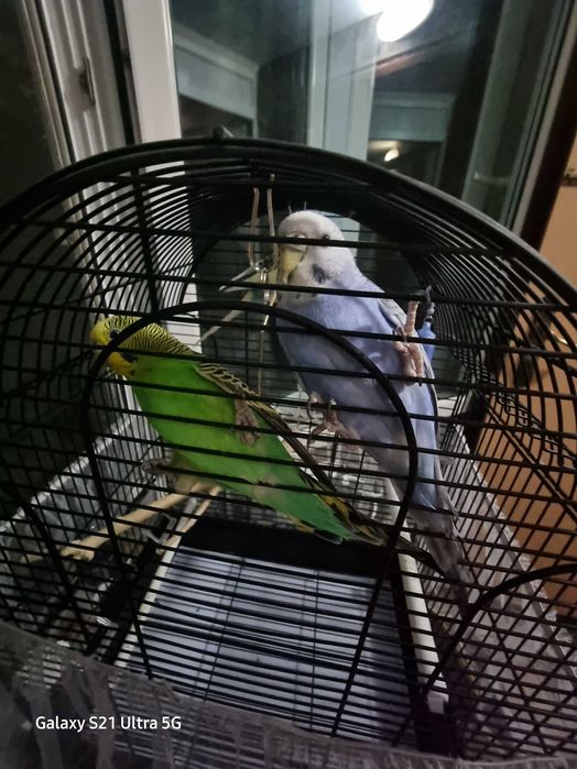 Попугай волнистые