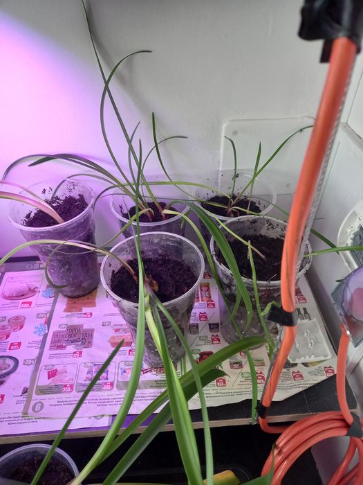 Продам луковички Валотты